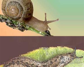  عکس حلزون صدف دار