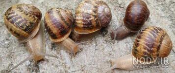 عکس حلزون صدف دار