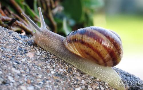  عکس حلزون صدف دار