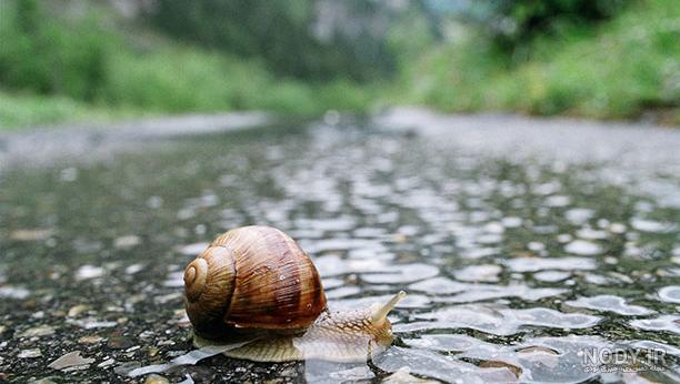  عکس حلزون صدف دار