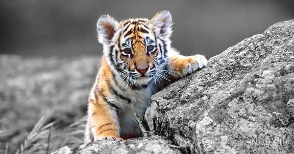  عکس توله ببر زیبا