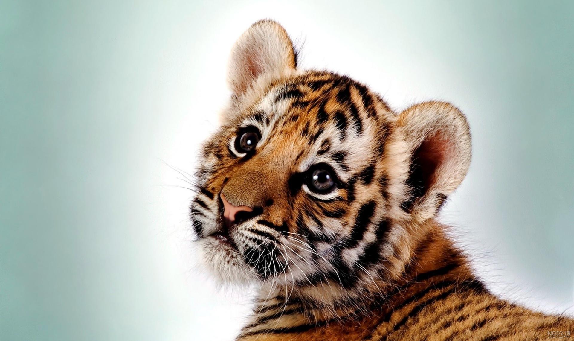 عکس توله ببر زیبا