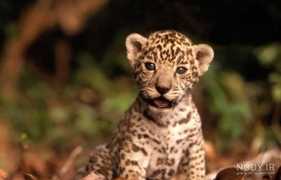  عکس توله ببر زیبا