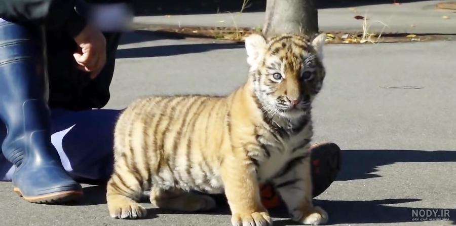  عکس توله ببر زیبا