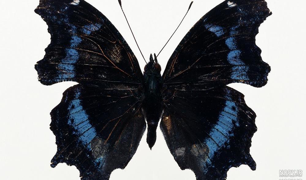  عکس پروانه مشکی طلایی برای تلگرام