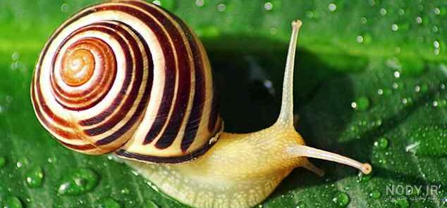  عکس حلزون صدف دار