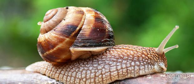  عکس حلزون صدف دار