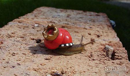  عکس حلزون صدف دار