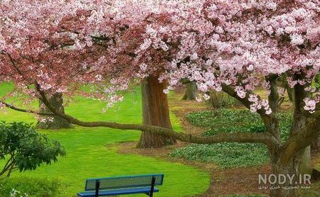 عکس طبیعت زیبا برای پروفایل