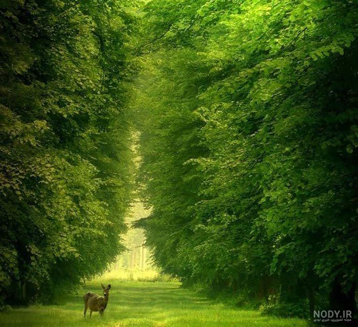 عکس خفن عکس دشت زیبا