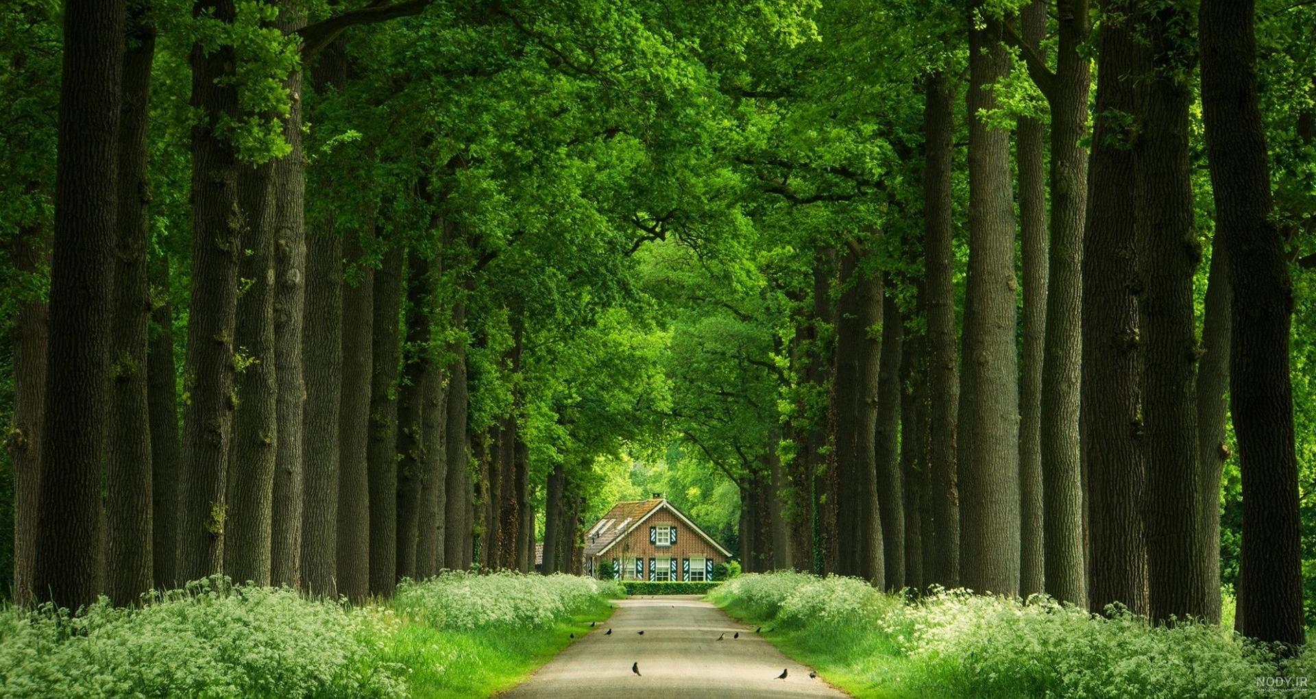 عکس خفن عکس دشت زیبا