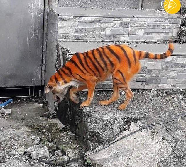  عکس توله ببر زیبا