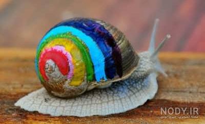  عکس حلزون صدف دار