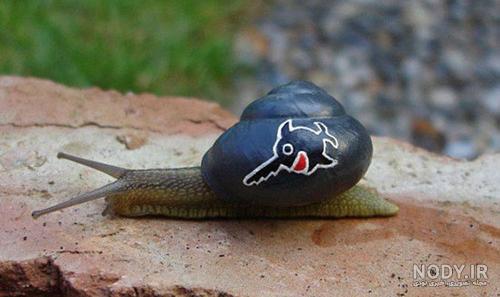  عکس حلزون صدف دار