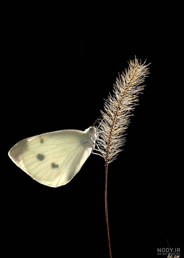  عکس پروانه مشکی طلایی برای تلگرام
