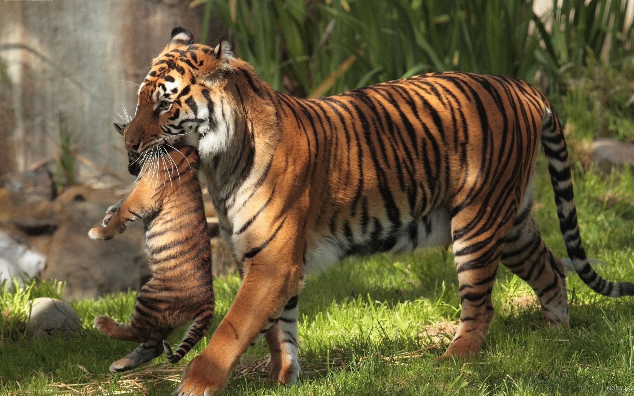  عکس توله ببر زیبا