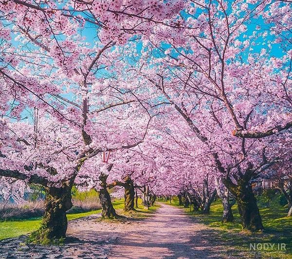 تصاویر بهاری جدید تصاویر بهاری جدید