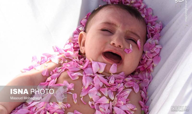 خواص گل محمدی برای نوزاد خواص گل محمدی برای نوزاد