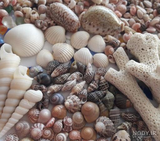 علائم مرگ حلزون علائم مرگ حلزون