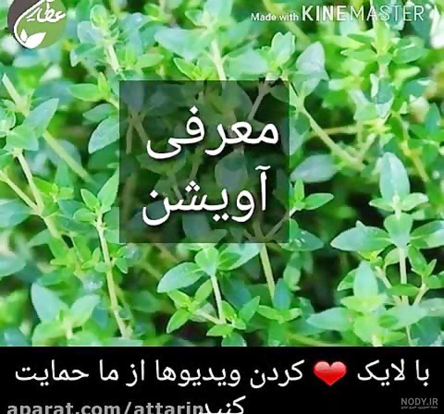 عکس آویشن عکس آویشن