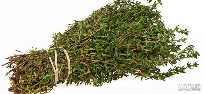 عکس آویشن خشک عکس آویشن خشک