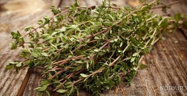 عکس از آویشن