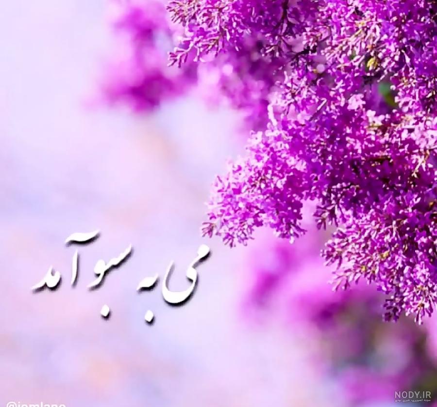 عکس بهاری پروفایل عکس بهاری پروفایل