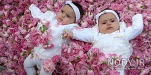 عکس بچه تو گل محمدی عکس بچه تو گل محمدی