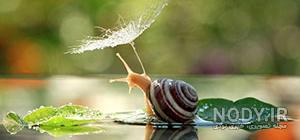 عکس حلزون سمی عکس حلزون سمی