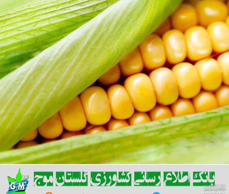 عکس دستگاه ذرت کار عکس دستگاه ذرت کار