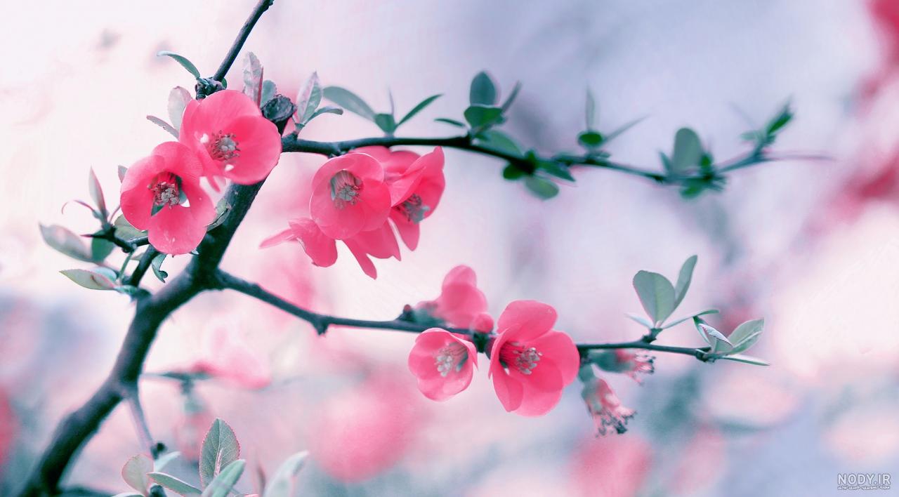 عکس شکوفه قرمز