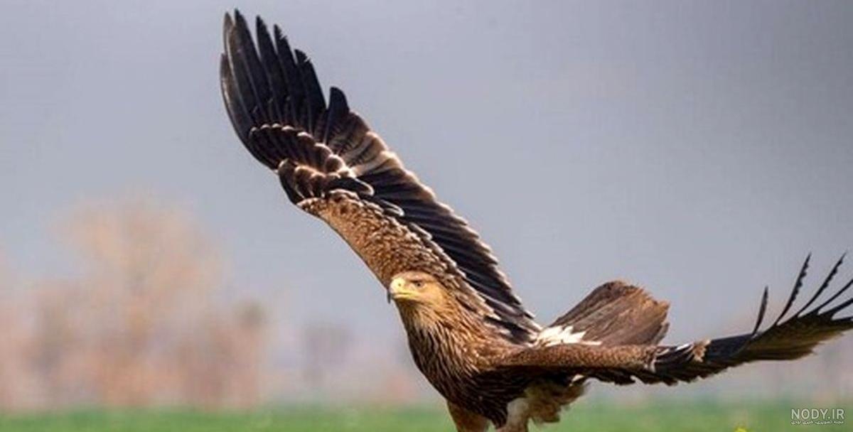 عکس عقاب شاهی