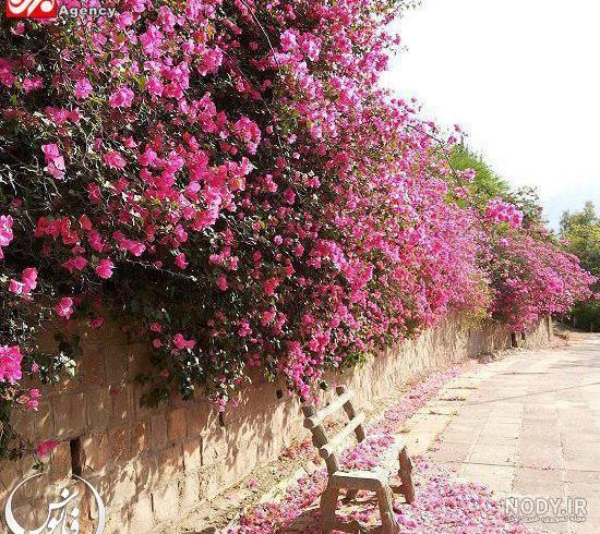 عکس منظره بهاری با کیفیت بالا