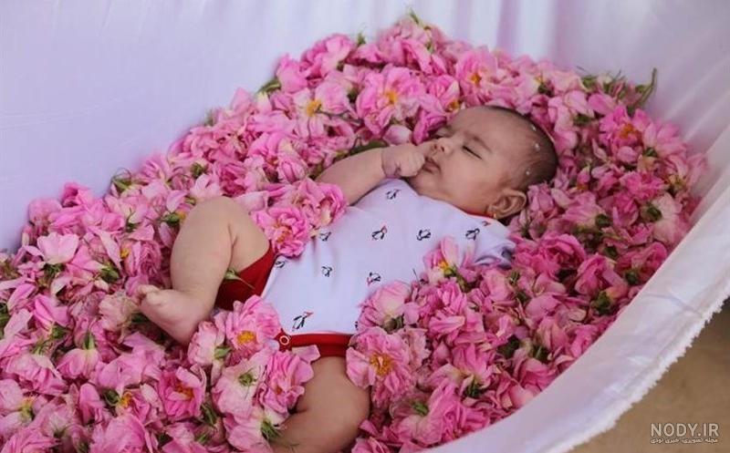 عکس نوزاد گل محمدی عکس نوزاد گل محمدی
