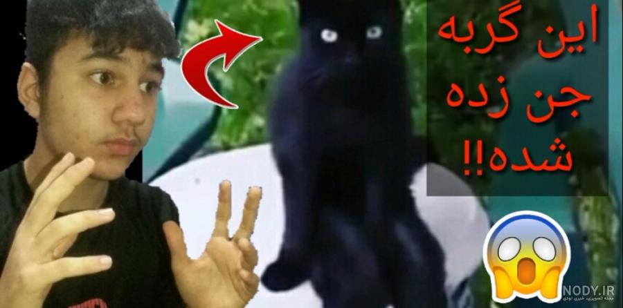 عکس گربه وحشی ترسناک عکس گربه وحشی ترسناک