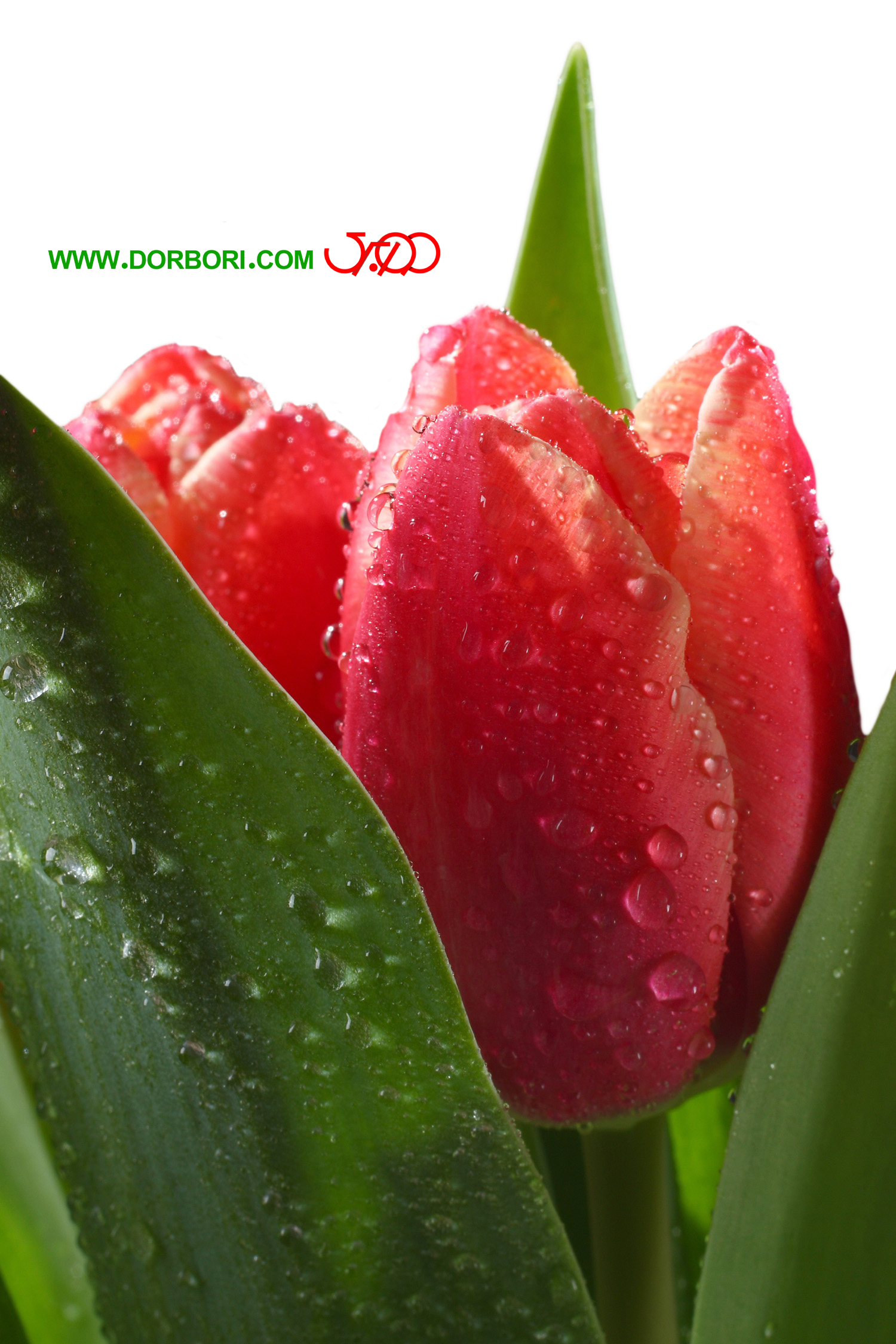عکس گل لاله تکی عکس گل لاله تکی
