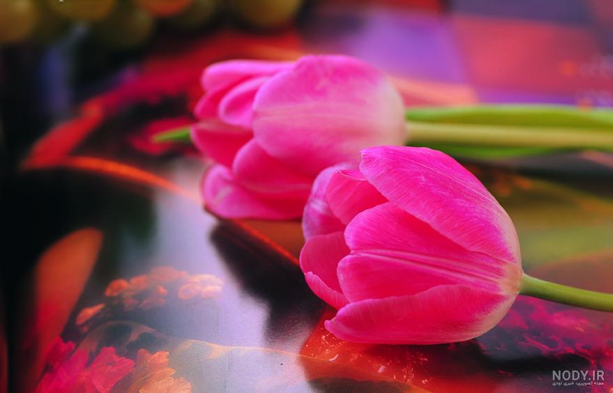 عکس گل لاله زرد عکس گل لاله زرد