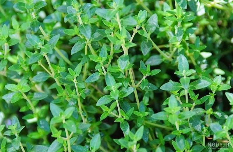 عکس گیاه آویشن عکس گیاه آویشن