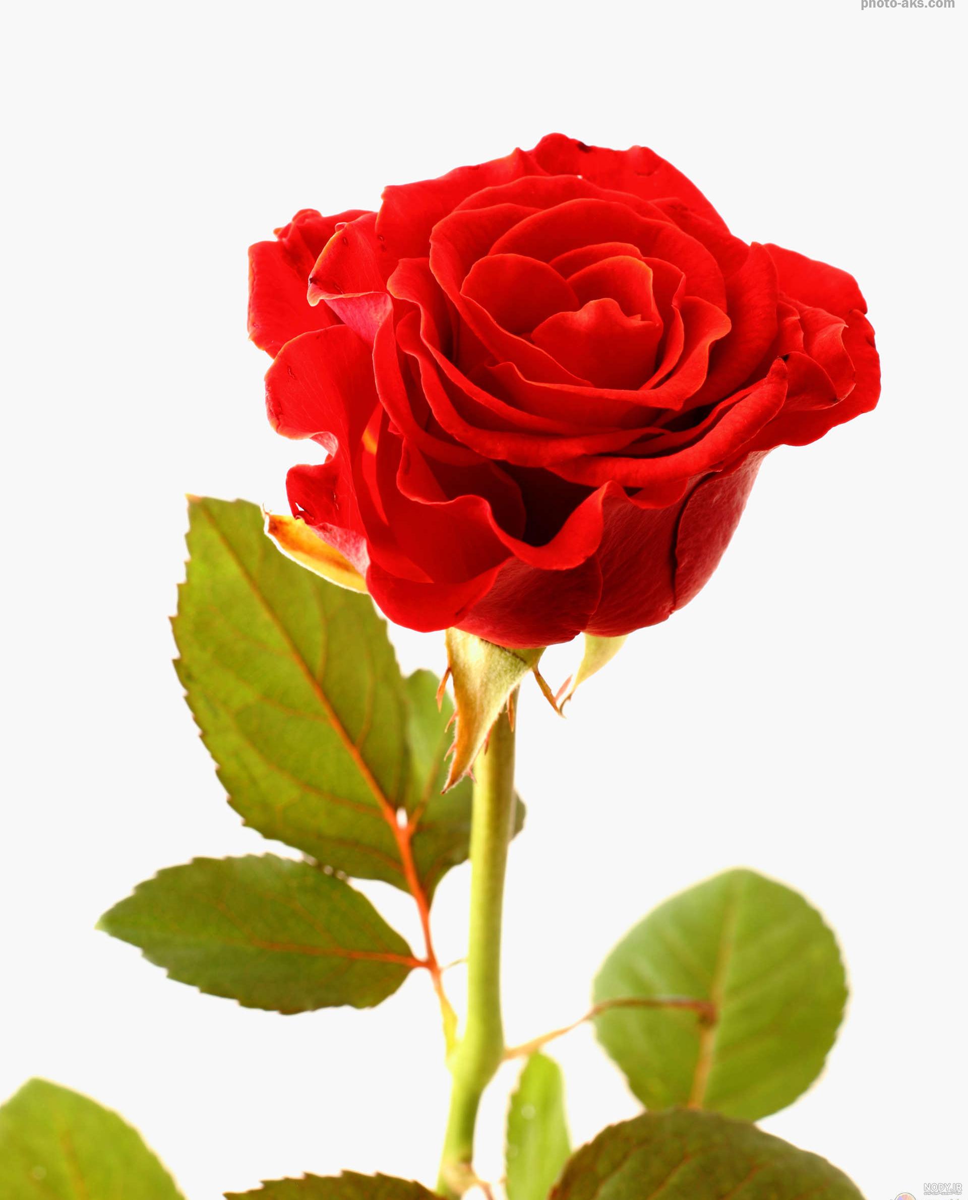 عکس یک شاخه گل رز قرمز