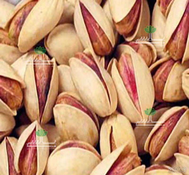 قیمت پسته اکبری قیمت پسته اکبری