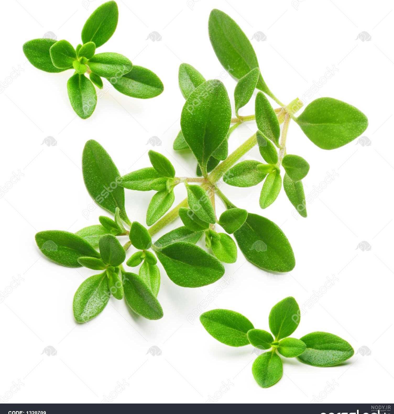 مضرات آویشن برای قاعدگی مضرات آویشن برای قاعدگی