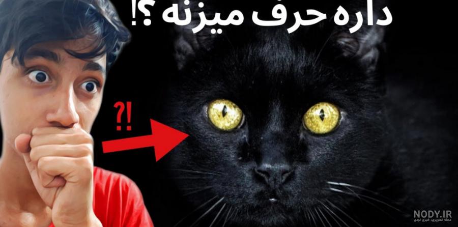 گربه وحشی سیاه گوش گربه وحشی سیاه گوش