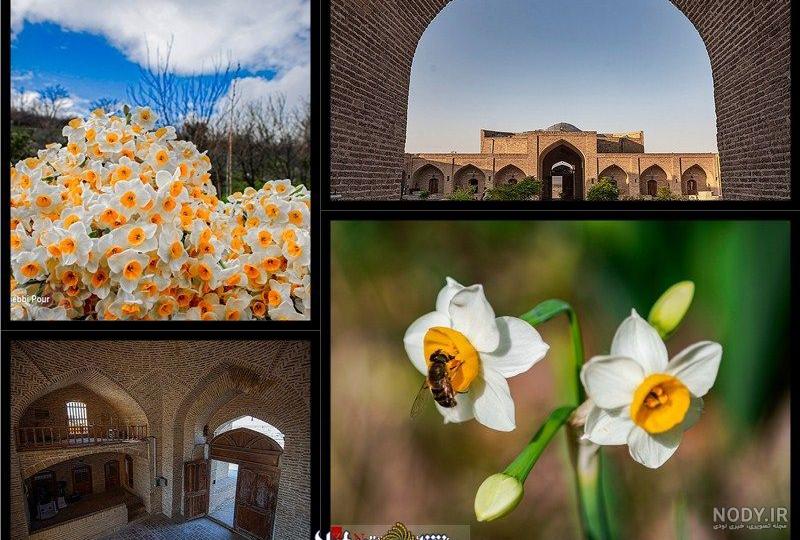 عکس خفن عکس جمکران و گل نرگس