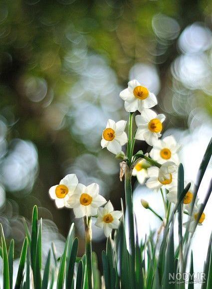 عکس جمکران با کیفیت