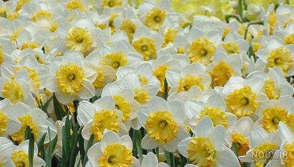 عکس خفن عکس جمکران و گل نرگس