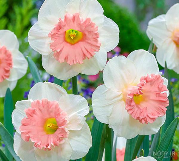 عکس خفن عکس جمکران و گل نرگس