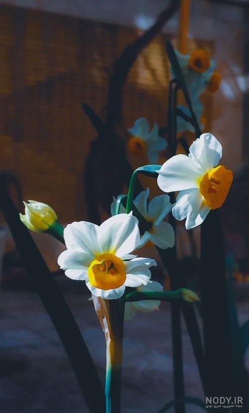 عکس خفن عکس جمکران و گل نرگس