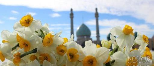 عکس خفن عکس جمکران و گل نرگس