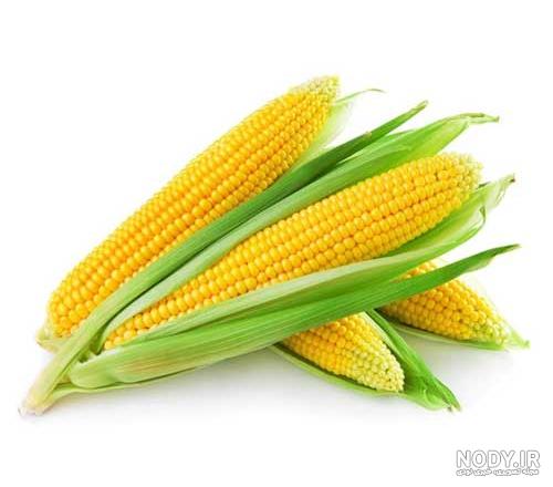 آبیاری بارانی ذرت علوفه ای