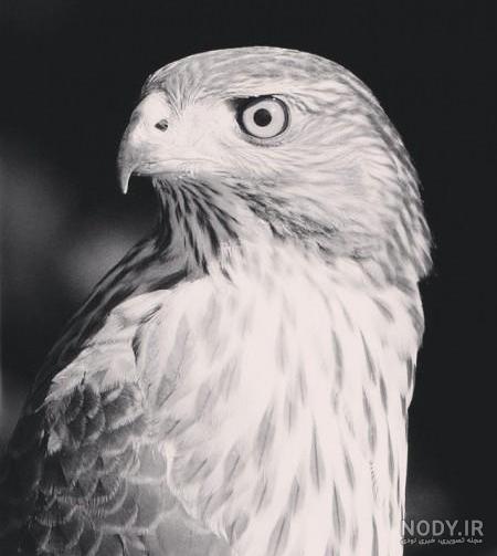 آموزش طراحی عقاب
